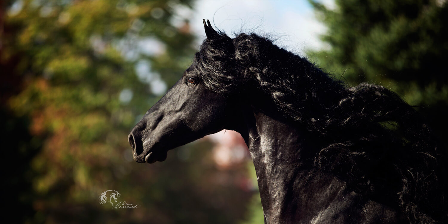 Friesian stallion, friesian sporthorse, dressage, breeding, north america, canada, quebec