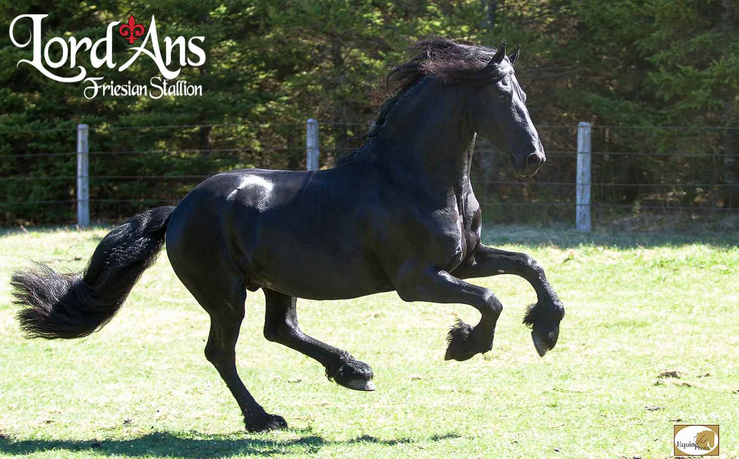 Friesian Stallion, breeding, friesian sporthorse, black horse, québec, canada, Emmanuelle Lanctot Bédard